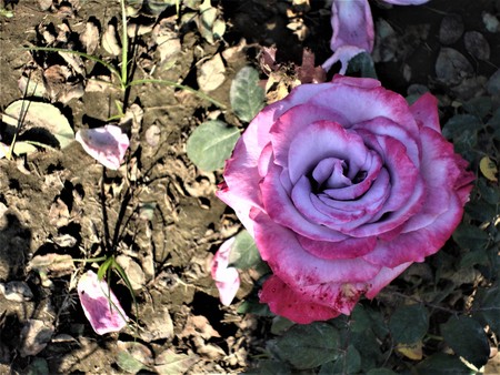 amazing whitish pink curly lonely rose flower at flower show, faridabad, haryana, indiaの写真素材