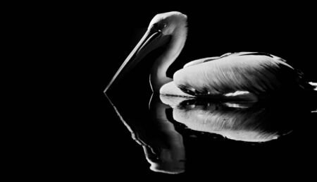 pelican in black and whiteの写真素材