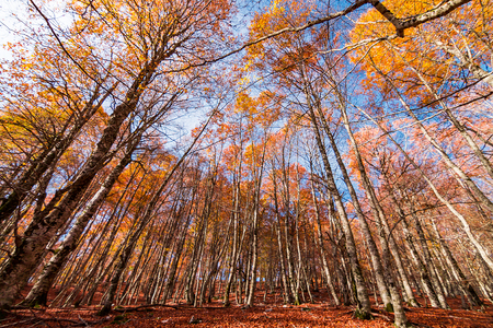 Autumn colorsの写真素材