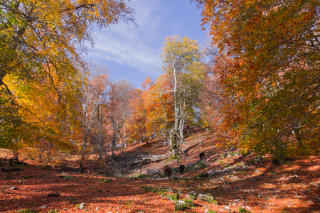 Autumn colorsの写真素材