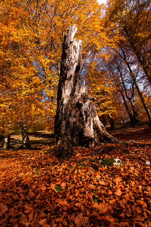 Autumn colorsの写真素材