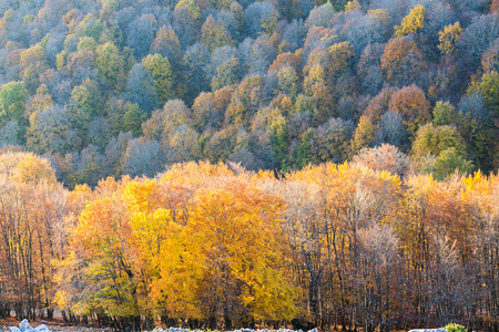 Autumn colorsの写真素材