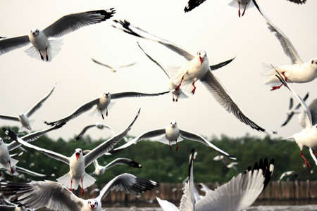 Seagulls flyingの写真素材