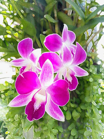 Abstract Purple orchidの写真素材