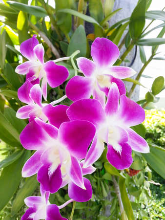 Purple orchidの写真素材