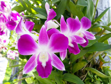 Purple orchidの写真素材