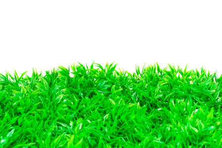 Green grass on white backgroundの写真素材