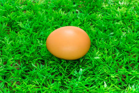 Eggs on grass.の写真素材