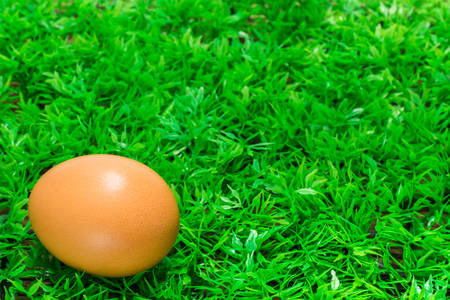Eggs on grass.の写真素材