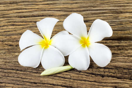 Plumeria on old wooden background.の写真素材