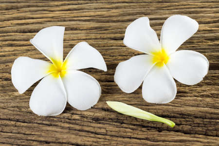Plumeria on old wooden background.の写真素材