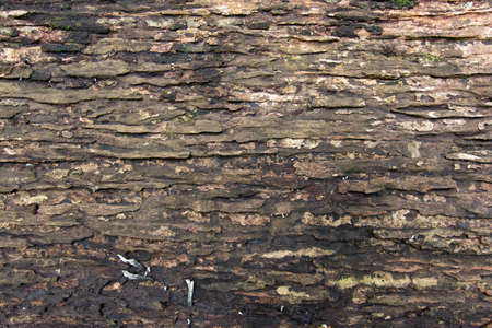Texture Of Wood.の写真素材