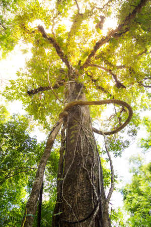 Forest trees. nature green wood sunlight backgrounds.