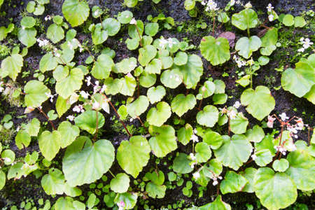Green leaf background.の写真素材