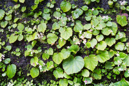 Green leaf background.