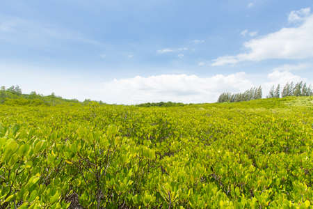 Golden mangrove forest, Chanthaburi Thailand.の写真素材