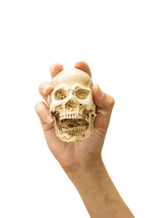 Hand holding Human Skull isolated on white background with clipping path.の写真素材