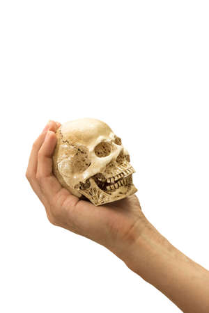 Hand holding Human Skull isolated on white backgroundの写真素材