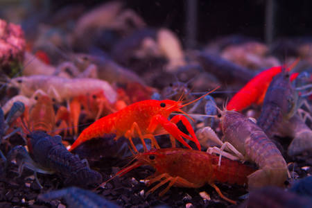 Crayfish orange ghost.の写真素材