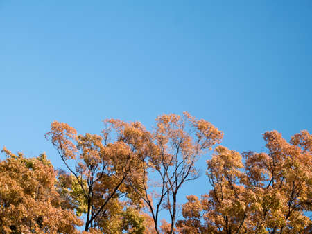 Red Japanese leaves in Osaka, JAPAN.の写真素材