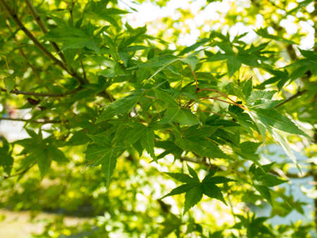 Green nature background with maple leaves.の写真素材