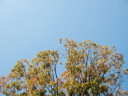 Red Japanese leaves in Osaka, JAPAN.の写真素材
