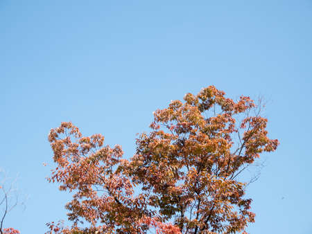 Red Japanese leaves in Osaka, JAPAN.の写真素材