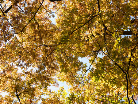 Red Japanese leaves in Osaka, JAPAN.の写真素材
