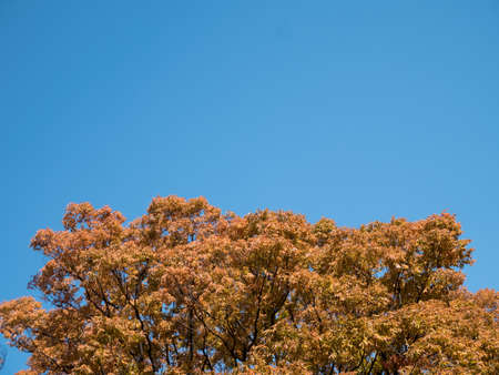 Red Japanese leaves in Ozaka, JAPAN.の写真素材