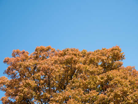 Red Japanese leaves in Ozaka, JAPAN.の写真素材