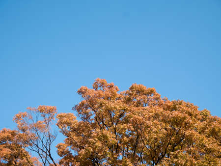 Red Japanese leaves in Osaka, JAPAN.の写真素材