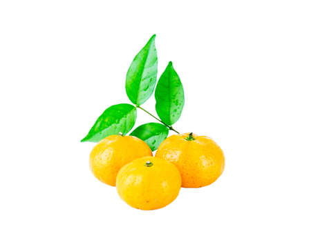 Close-up view of fresh mini orange fruit isolated on white background.
の写真素材