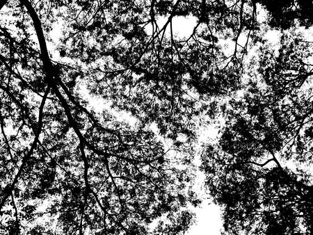 Silhouette of tree branches and leaf isolated on white background.の写真素材