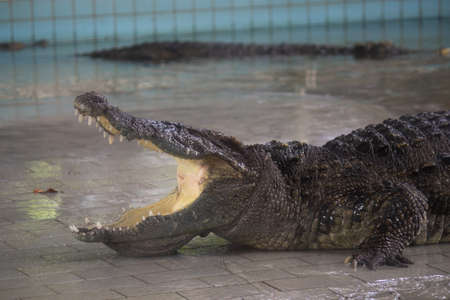 Crocodile in the water, In Pattaya Crocodile Farm and Zoo, Thailand.の写真素材