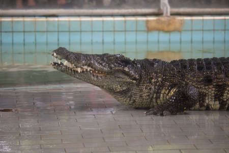 Crocodile in the water, In Pattaya Crocodile Farm and Zoo, Thailand.の写真素材