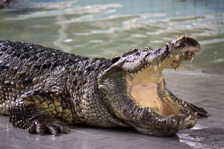 Crocodile in the water, In Pattaya Crocodile Farm and Zoo, Thailand.の写真素材