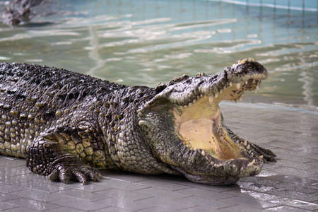 Crocodile in the water, In Pattaya Crocodile Farm and Zoo, Thailand.の写真素材