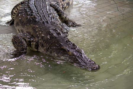 Crocodile in the water, In Pattaya Crocodile Farm and Zoo, Thailand.の写真素材