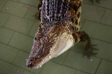 Crocodile in the water, In Pattaya Crocodile Farm and Zoo, Thailand.の写真素材