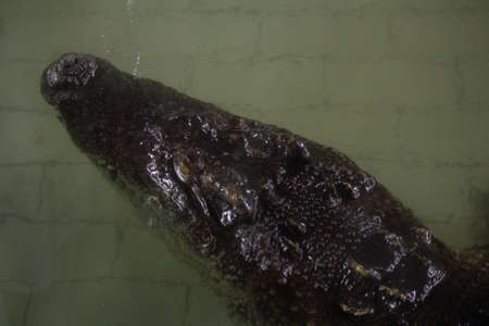 Crocodile in the water, In Pattaya Crocodile Farm and Zoo, Thailand.の写真素材