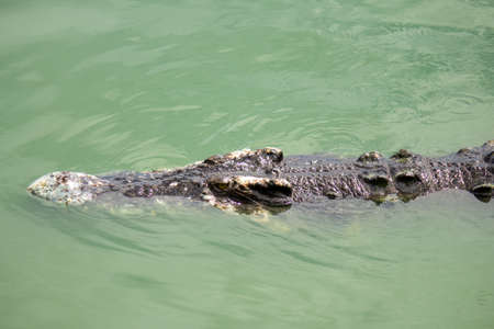 Crocodile in the water, In Pattaya Crocodile Farm and Zoo, Thailand.