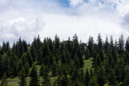Beautiful pine trees on background high mountains, Turkey.の写真素材