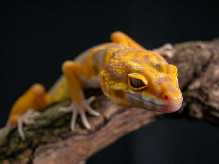 Orange gecko lizard on wood, animal closeup.の写真素材