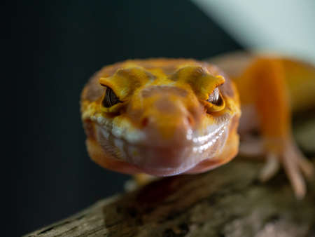 Orange gecko lizard on wood, animal closeup.の写真素材