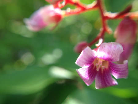 Starfruit flower close up