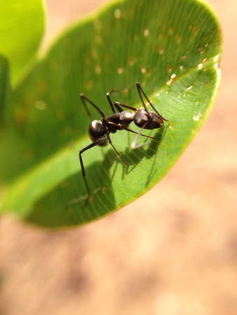 Ants close upの素材