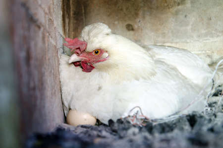 Farm chicken with an eggの写真素材