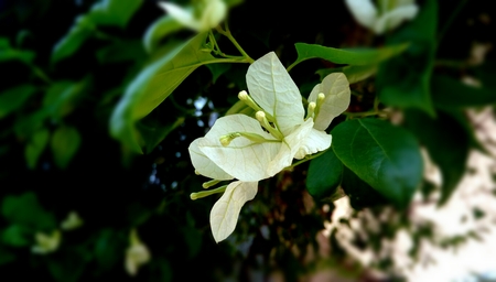White bougainvillea is blooming.の写真素材