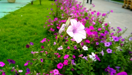 Colorful flowers blooming in the garden.の写真素材