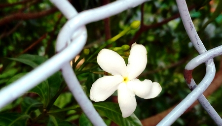 Crape jasmine in boundary of net.の写真素材